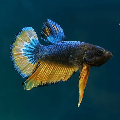 Betta splendens   Betta plakat  mustard